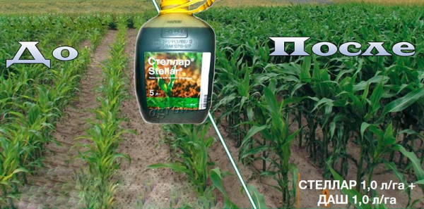 Эффективность и инструкция по применению гербицида Стеллар на кукурузу